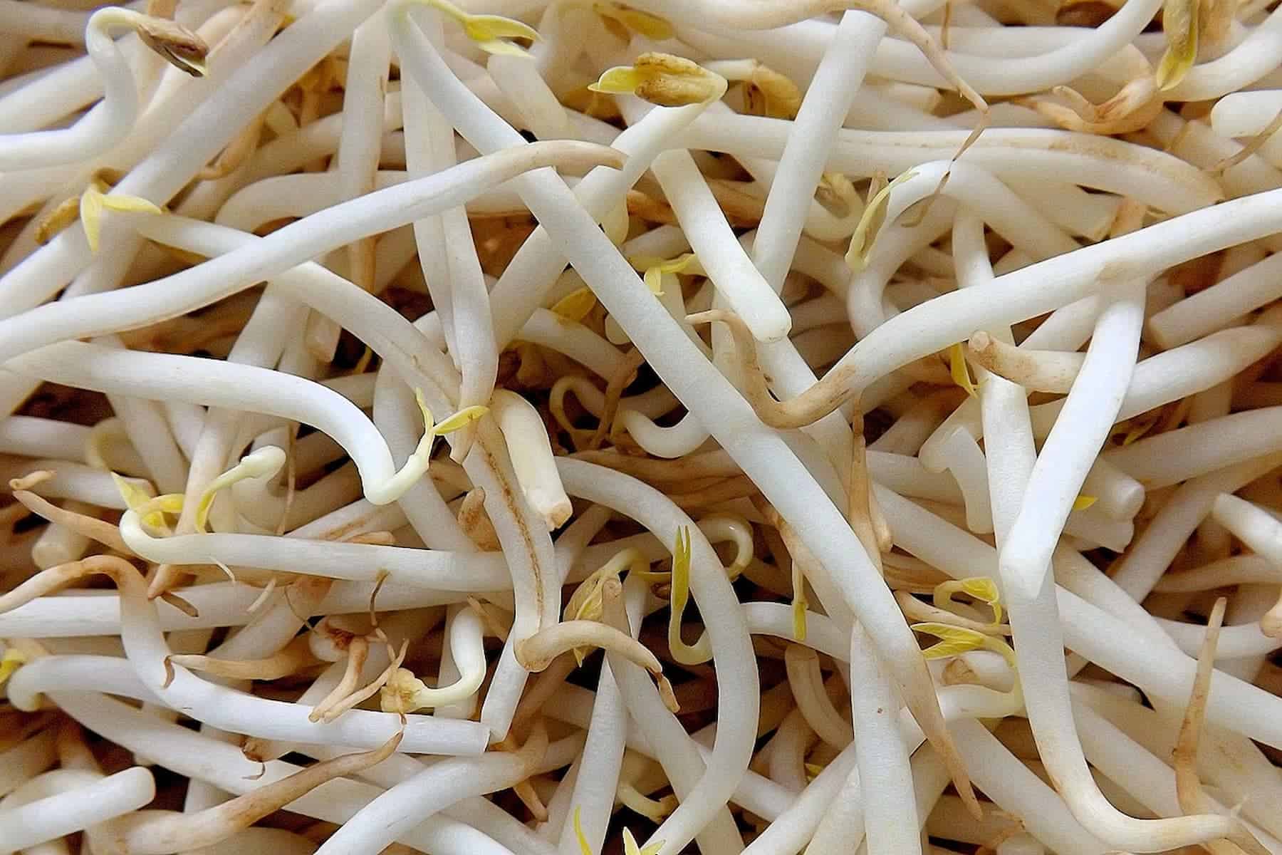 Close-up view of a pile of bean sprouts, showing their white stems and small yellow tips.