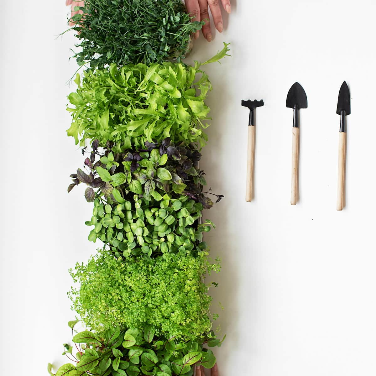 A top view of various leafy green herbs arranged in rows next to three small gardening tools on a white background, with hands visible at the top and bottom—perfect inspiration for learning how to grow microgreens without soil.