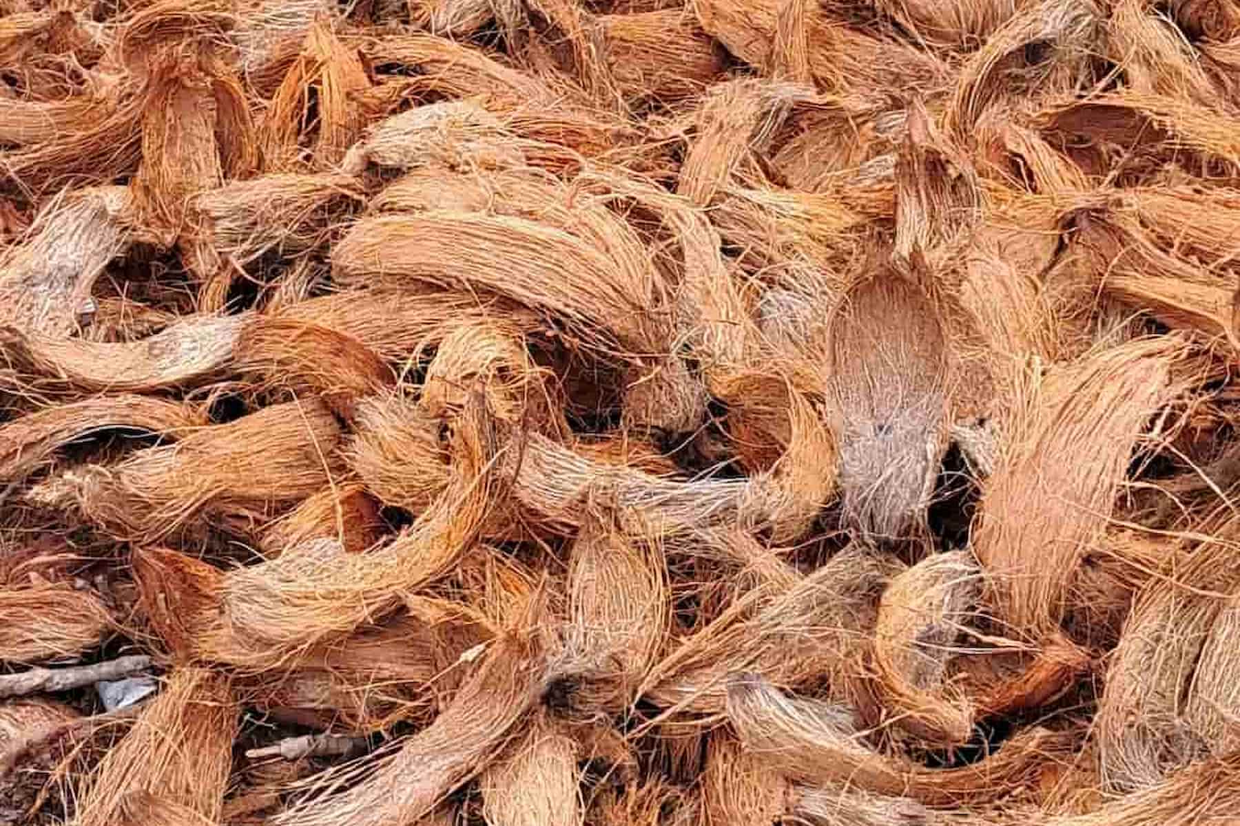 A pile of dry, fibrous coconut husks densely stacked together—often used as a natural medium for those exploring how to grow microgreens without soil.