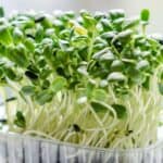 A close-up of green sunflower sprouts with black seed coats, growing densely in a clear plastic container, showcases how the best sprouting trays support healthy and abundant growth.