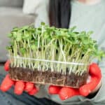 Person wearing red gloves holds a clear plastic container of green microgreens, showing roots and stems growing in soil.
