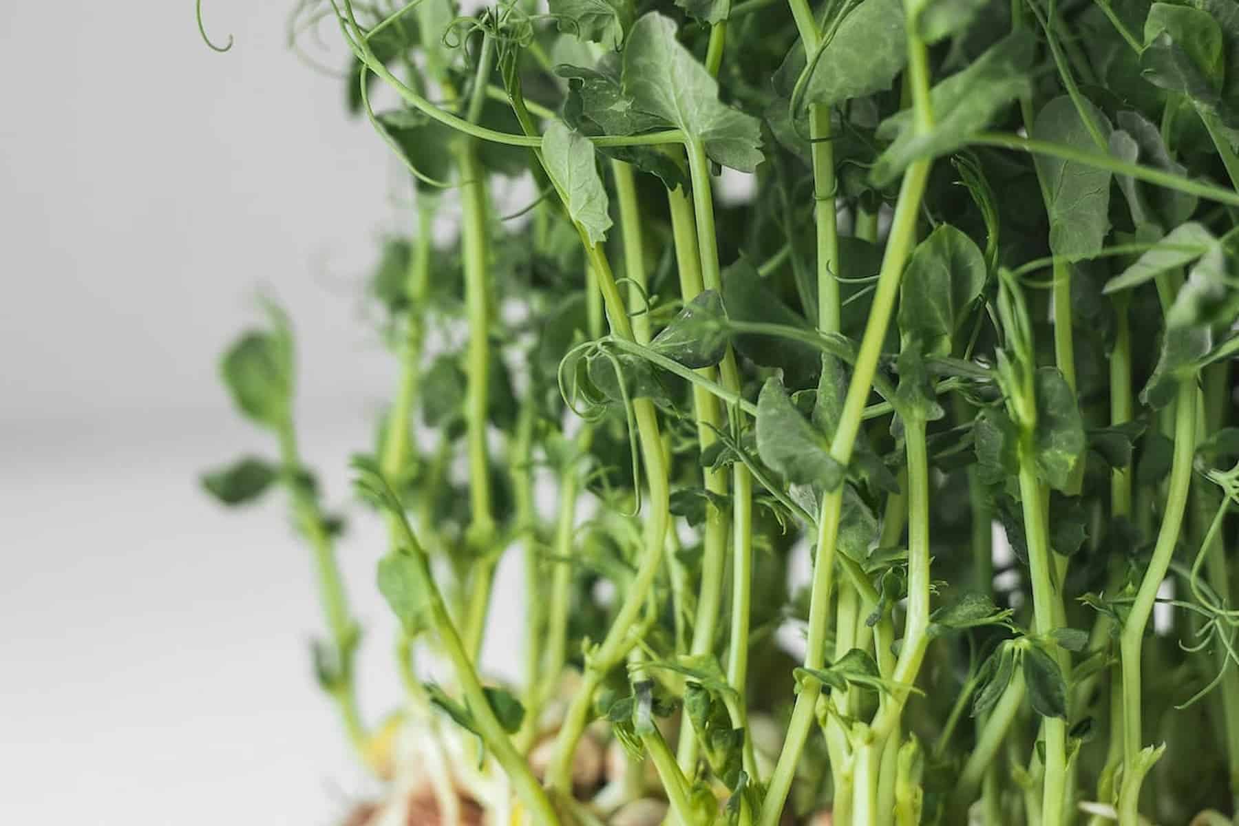 Close-up of healthy green pea shoots growing upwards, with visible stems and leaves against a light, blurred background.
