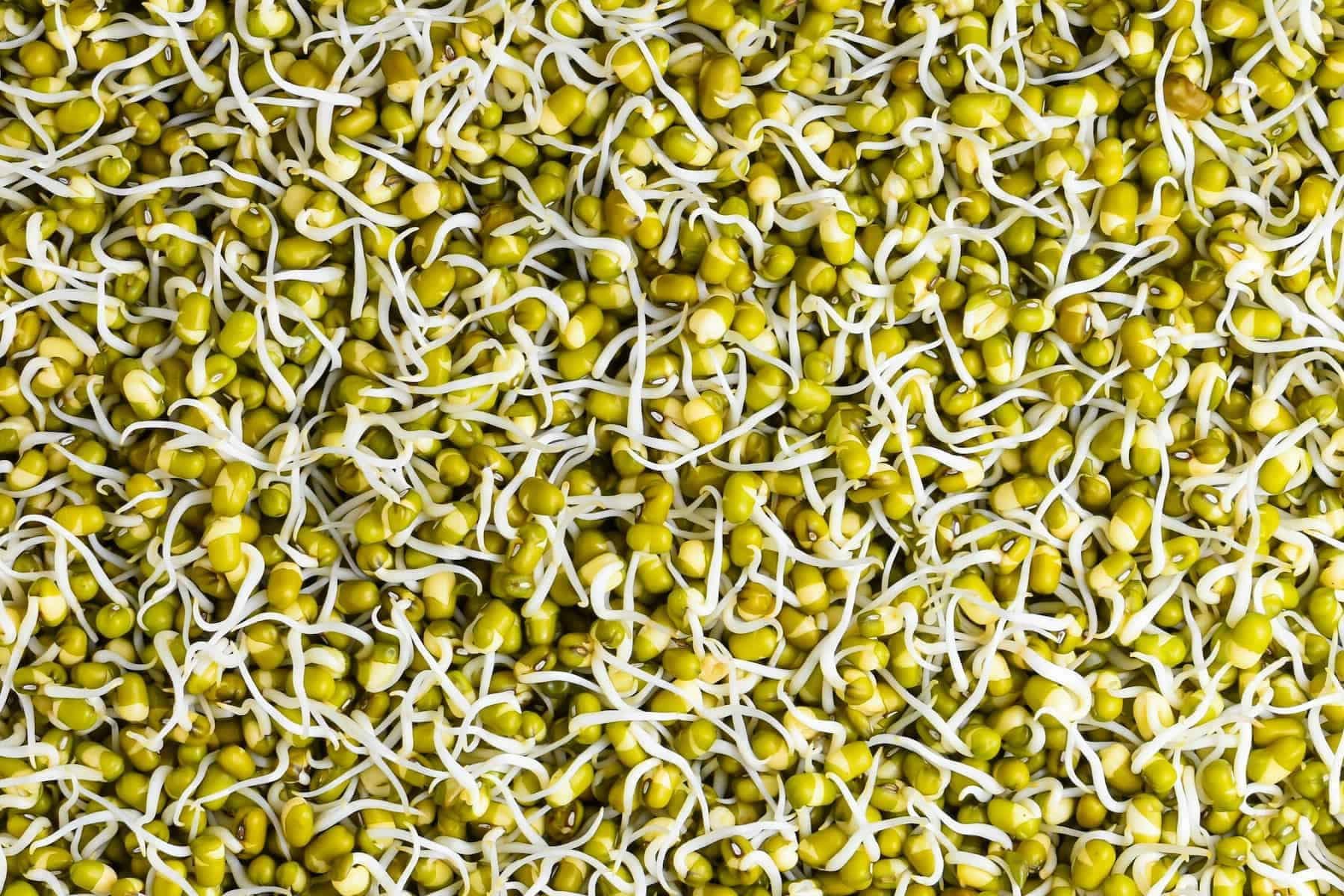 A close-up view of a large number of green mung bean sprouts with white roots and stems densely covering the surface.