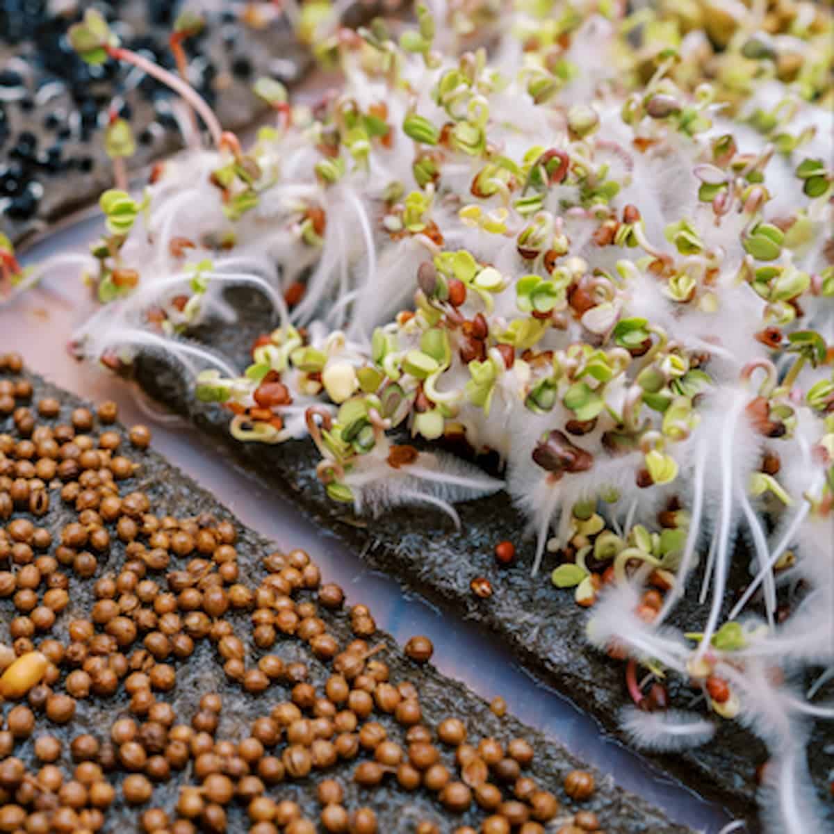 Close-up of seed germination, showing brown seeds and white sprouting roots on a dark, moist surface, with some dense white fuzz among the green sprouts.