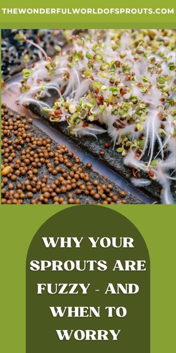 Close-up of sprouting seeds, some showing fuzzy sprouts with white roots, on a dark surface. Text overlay reads: "Why your sprouts are fuzzy - and when to worry.